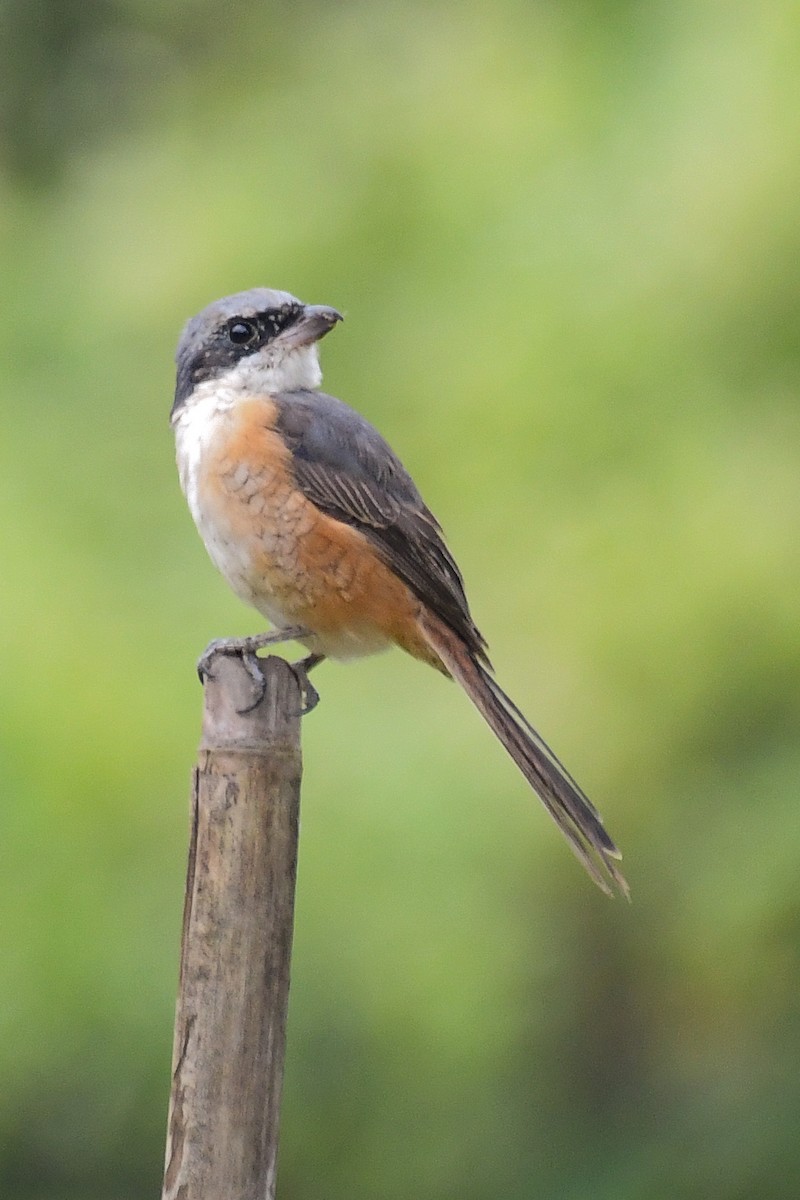 Gray-backed Shrike - ML647834492