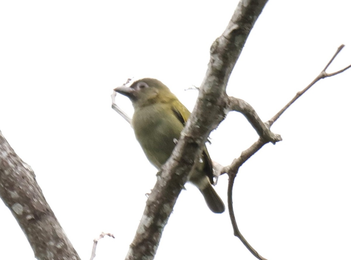 Green Barbet (Howell's) - ML647834518