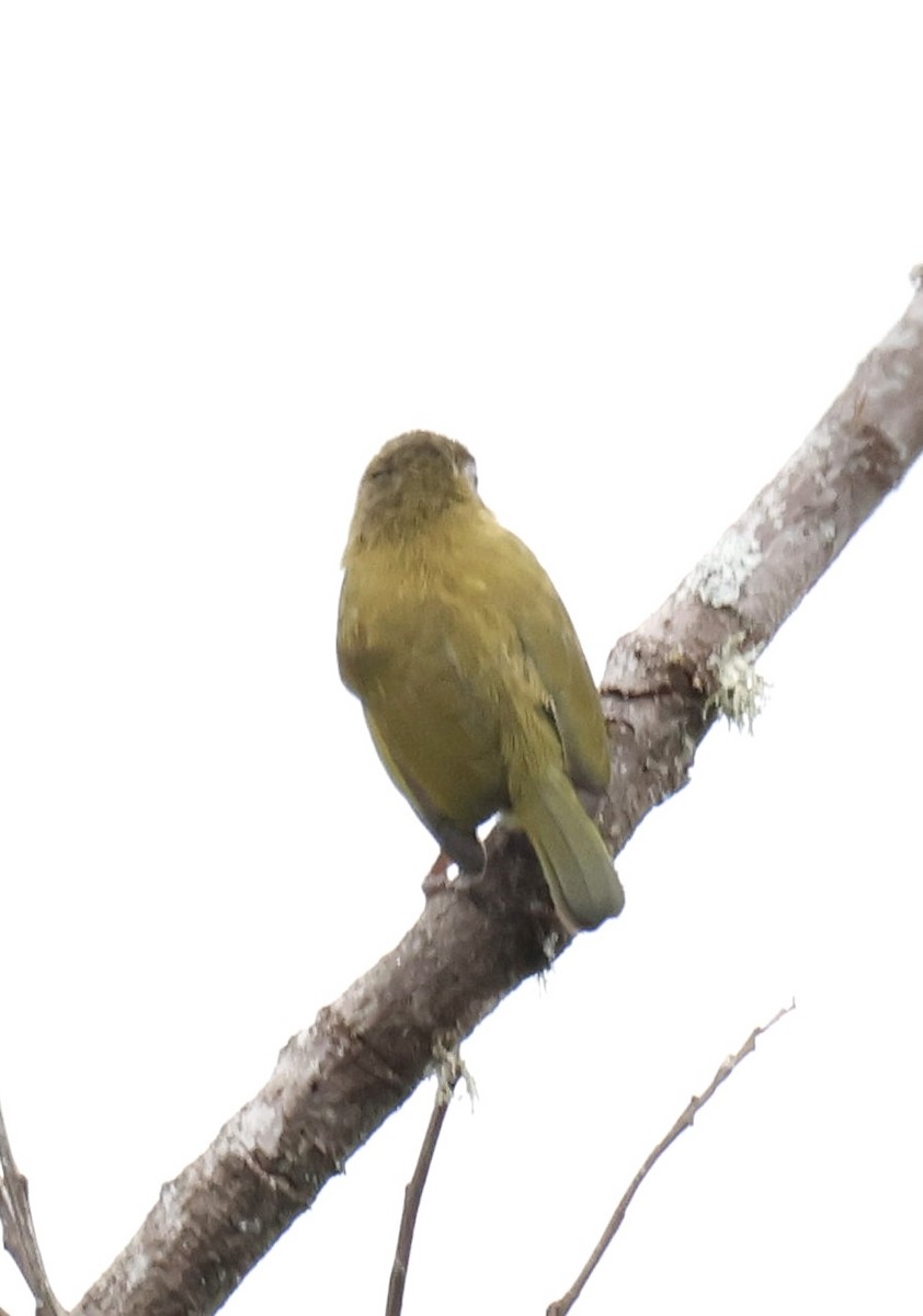 Green Barbet (Howell's) - ML647834519