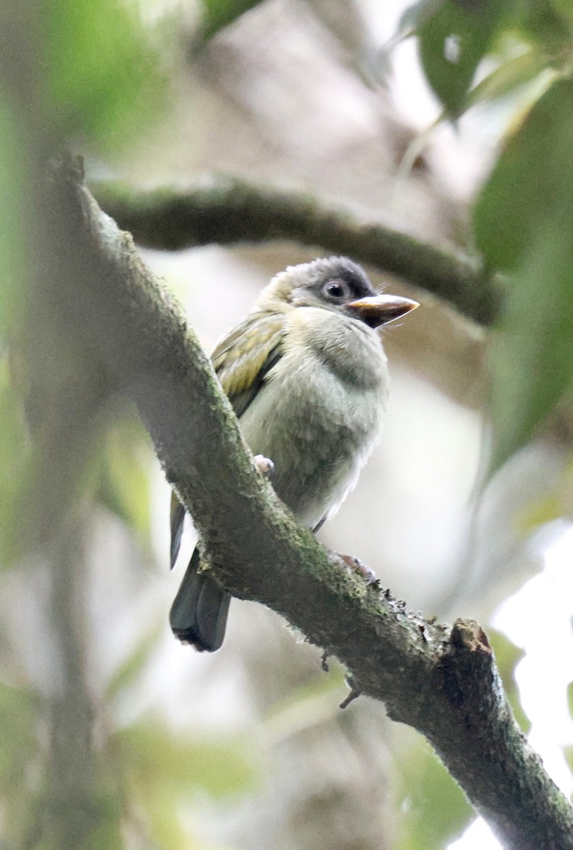 Green Barbet (Howell's) - ML647834520