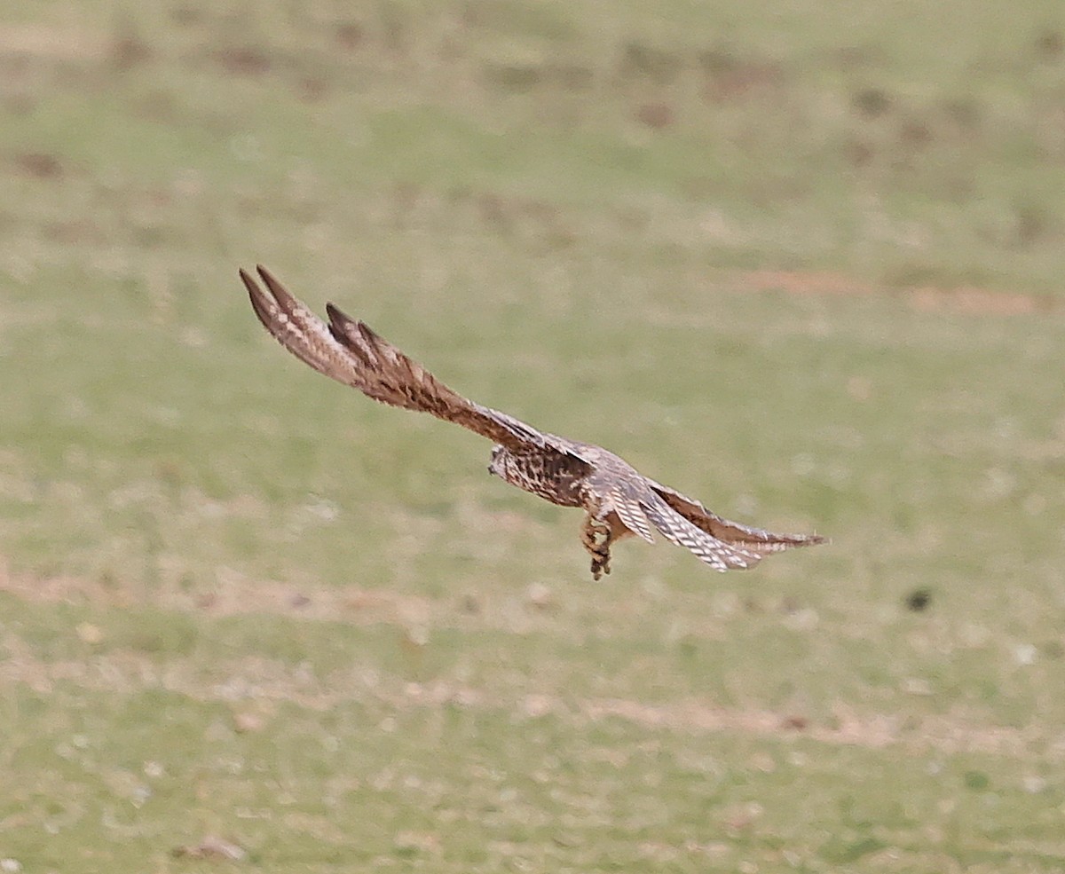 Upland Buzzard - ML647834523