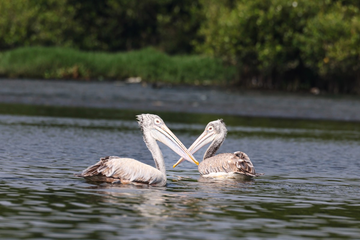 Pelikano tantoduna - ML647834529