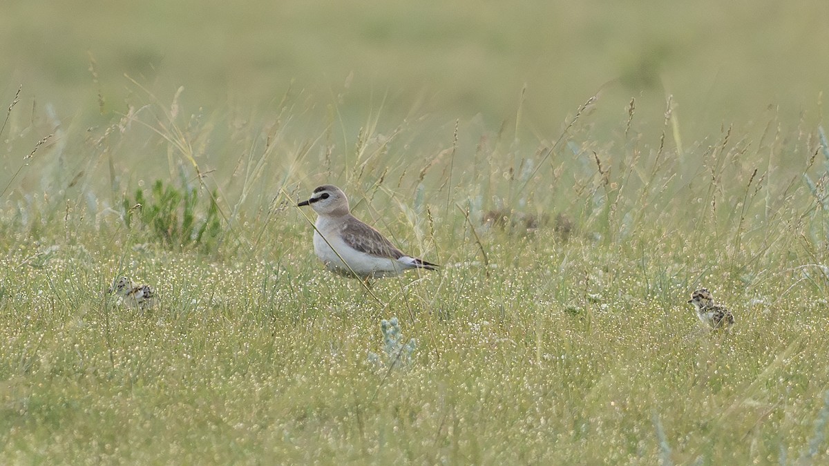 prærielo - ML647834550