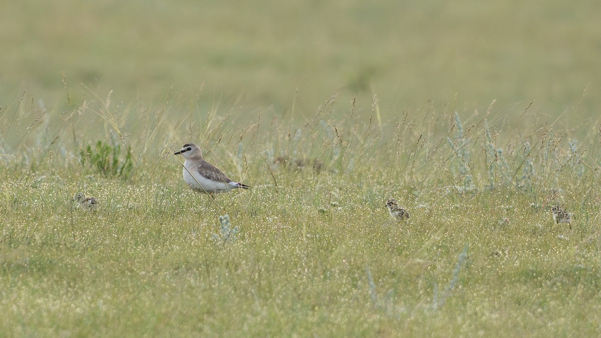 prærielo - ML647834551