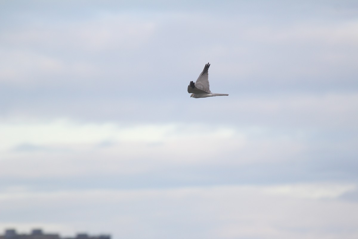 Aguilucho Papialbo - ML647834572