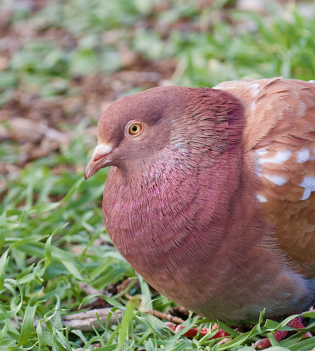 Paloma Bravía (variedad doméstica) - ML647834587
