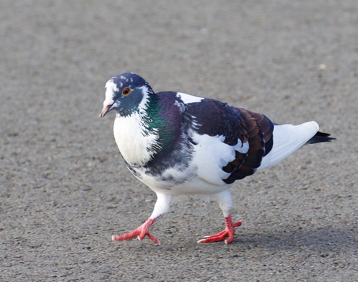 Paloma Bravía (variedad doméstica) - ML647834590