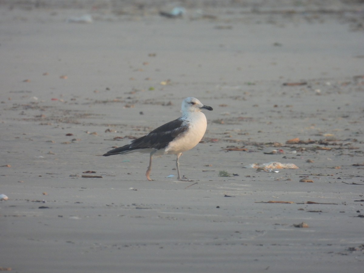 Lesser Black-backed Gull - ML647834608