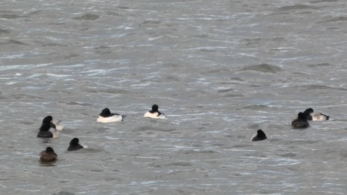 Greater Scaup - ML647834660