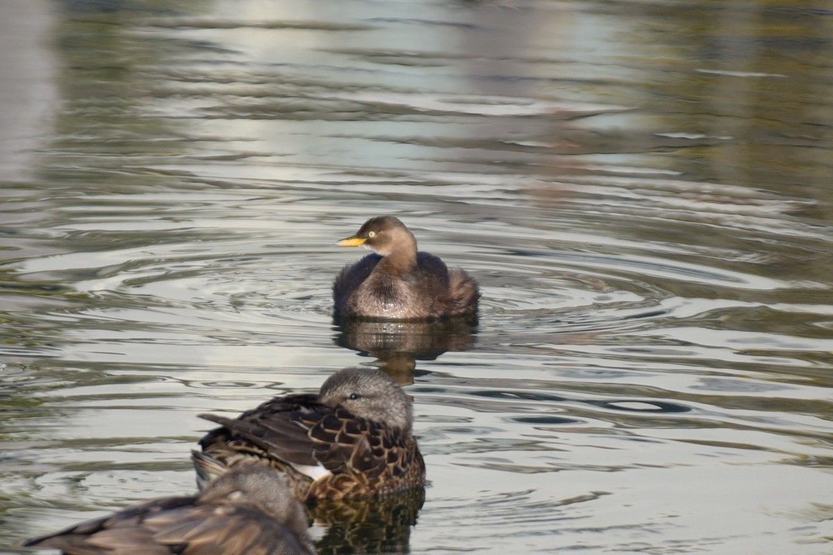 Little Grebe - ML647834663