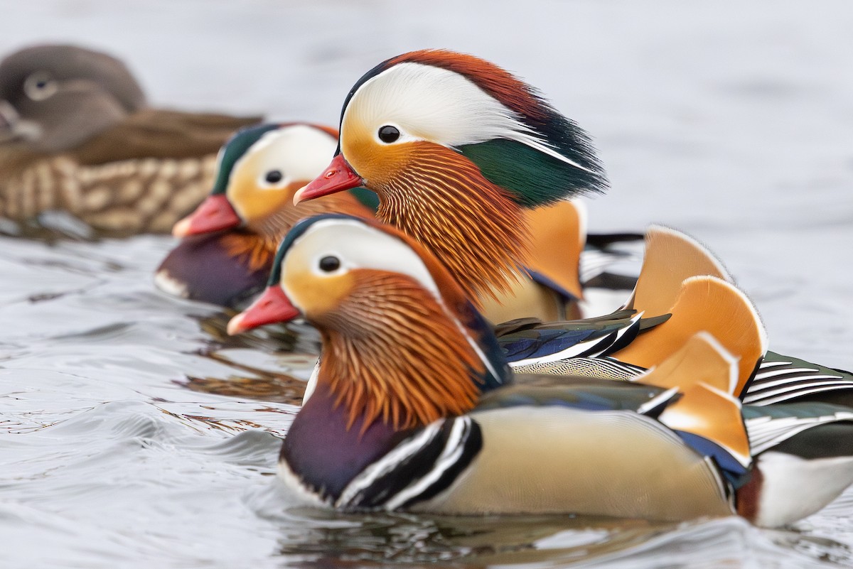 Mandarin Duck - ML647834664