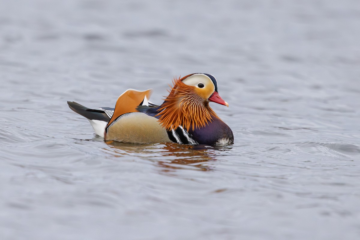 Mandarin Duck - ML647834665