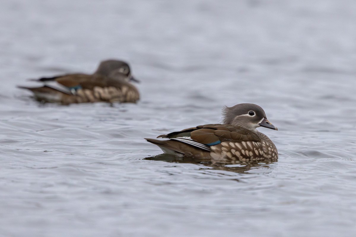 Mandarin Duck - ML647834666