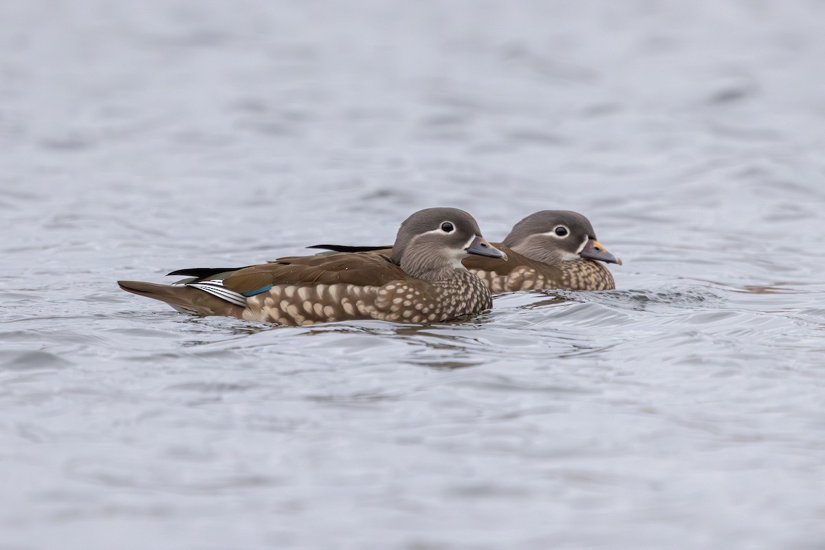 Mandarin Duck - ML647834667