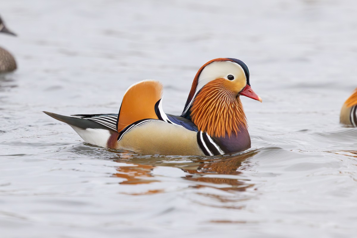Mandarin Duck - ML647834672