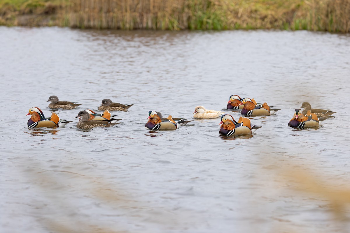 Mandarin Duck - ML647834675