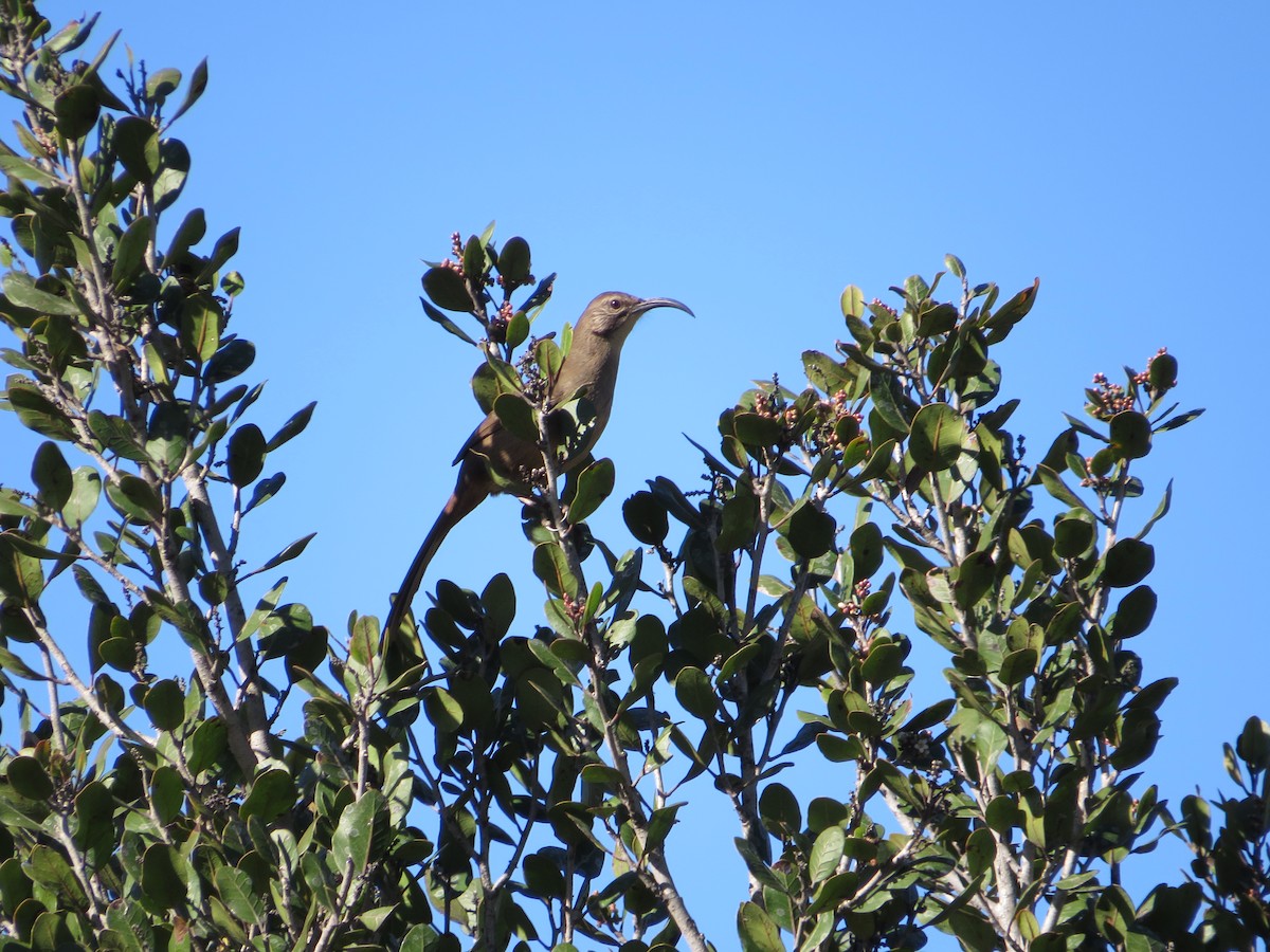 Cuitlacoche Californiano - ML647834682