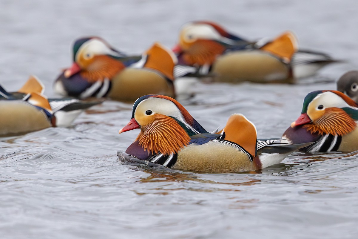 Mandarin Duck - ML647834683