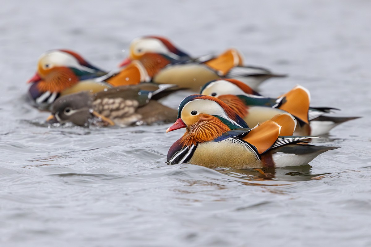 Mandarin Duck - ML647834684