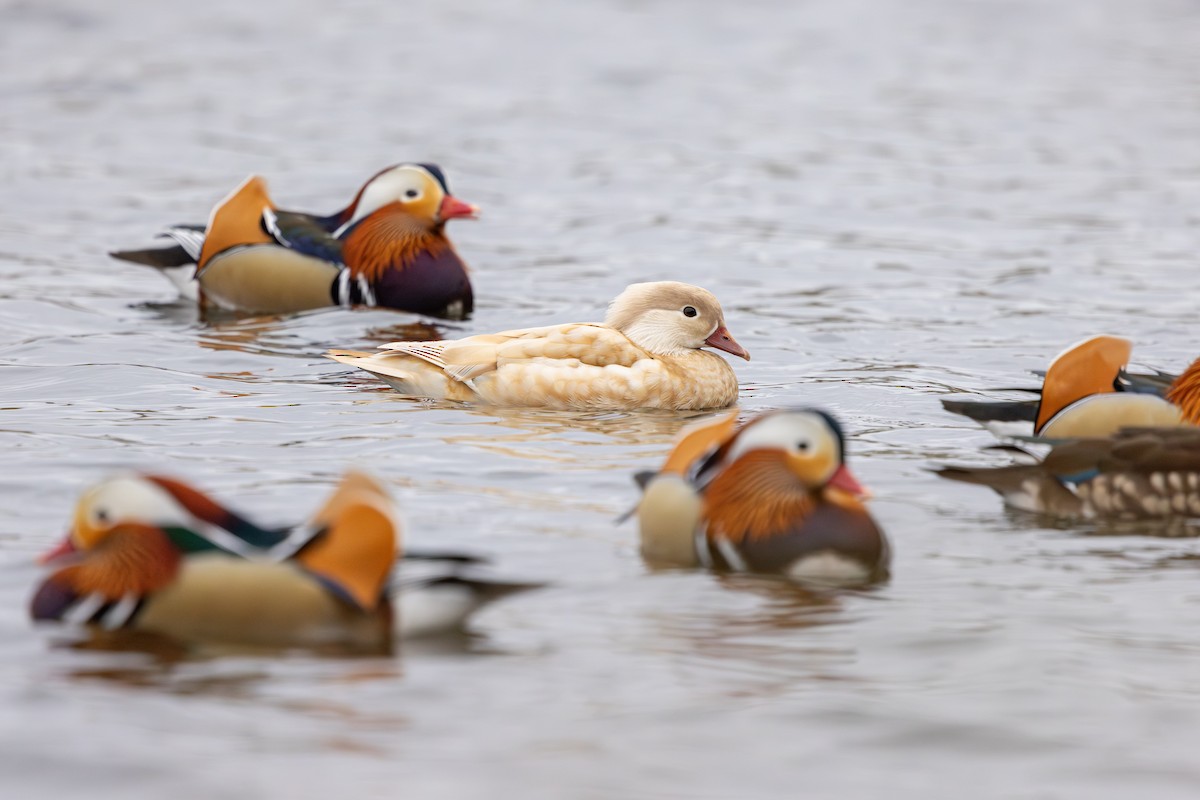 Mandarin Duck - ML647834686