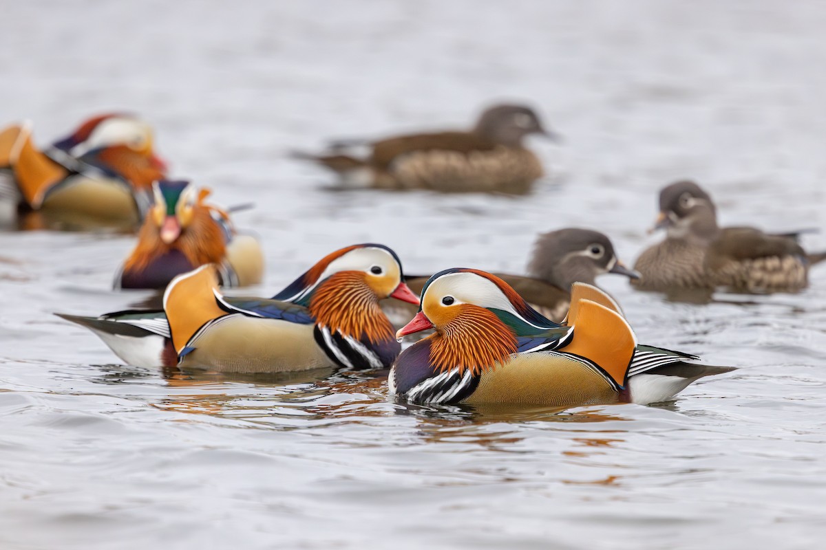 Mandarin Duck - ML647834688