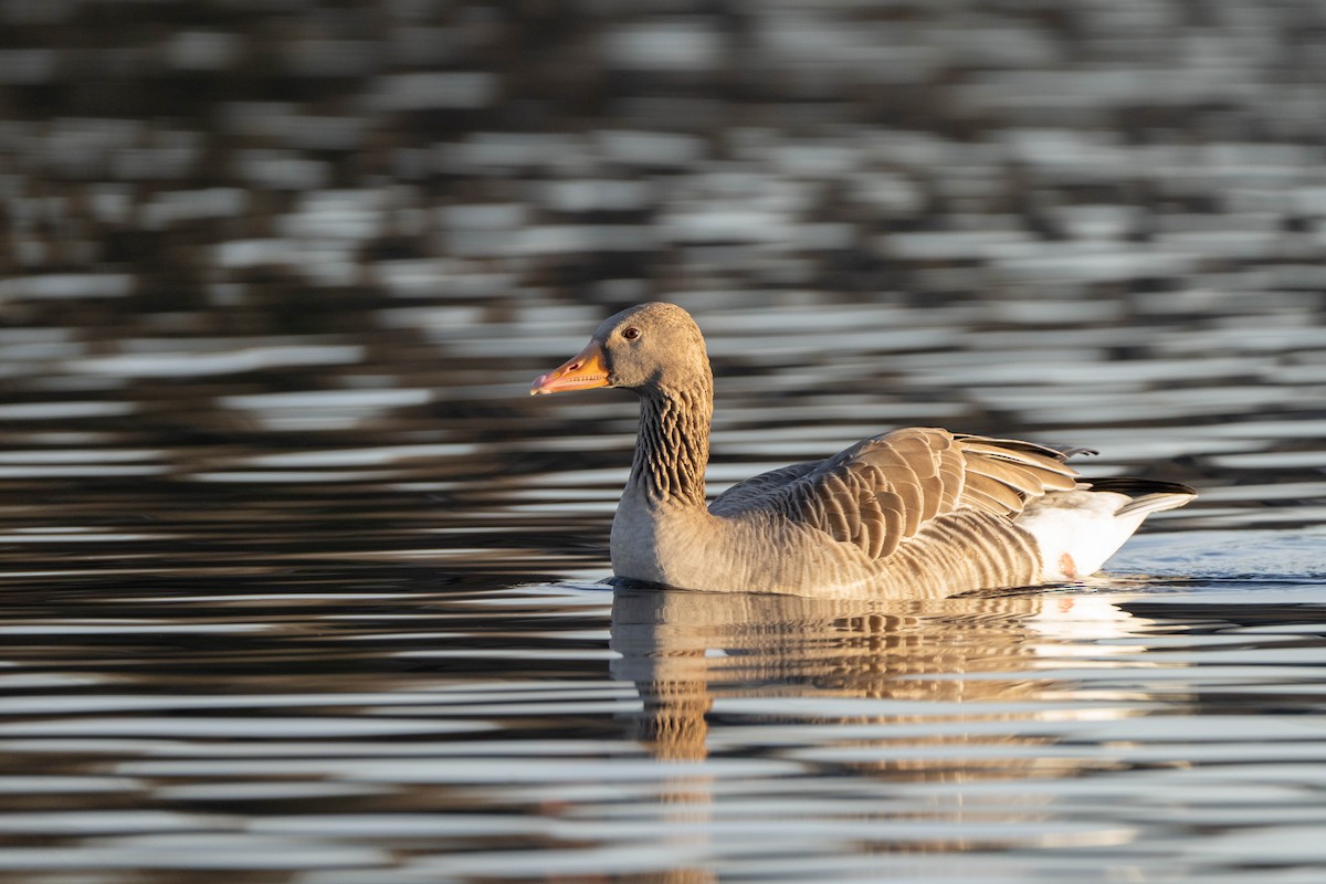 Graylag Goose - ML647834733