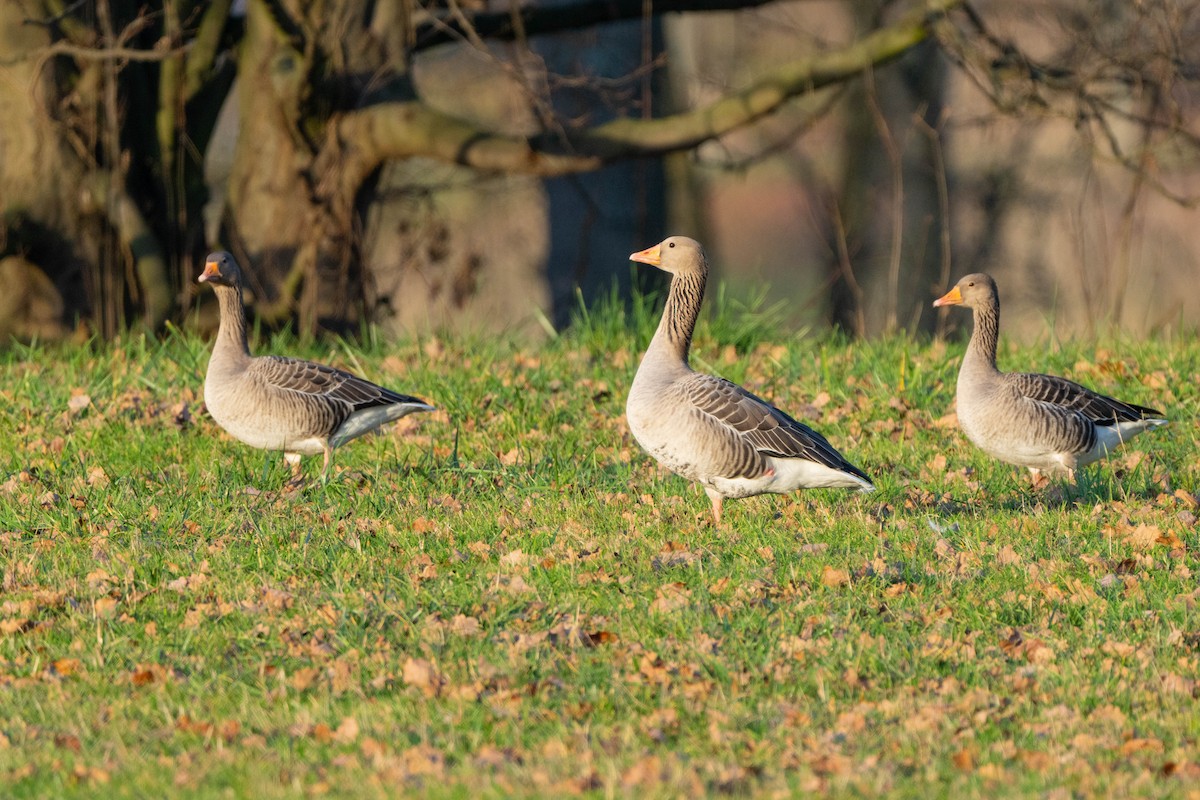 Graylag Goose - ML647834736