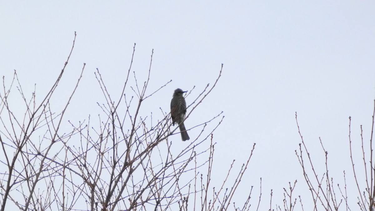 Brown-eared Bulbul - ML647834743