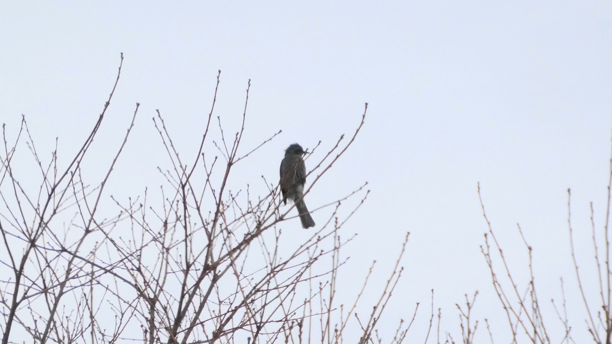 Brown-eared Bulbul - ML647834745