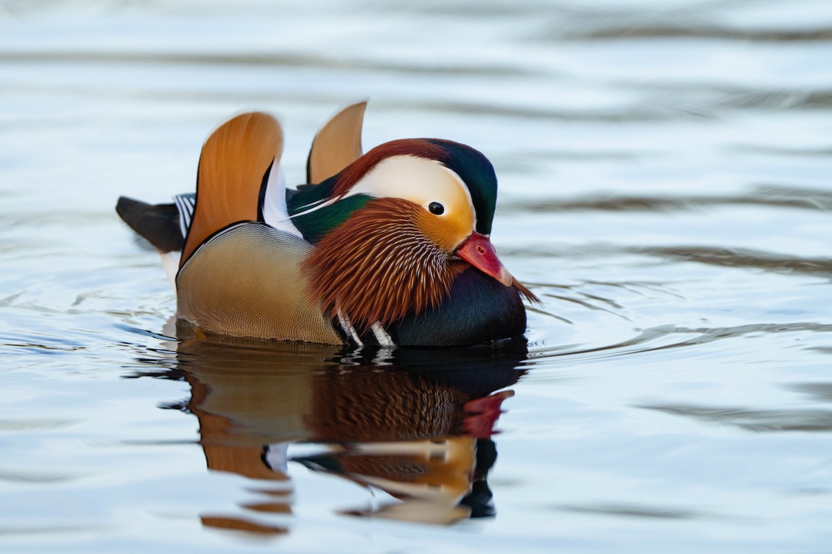 Mandarin Duck - ML647834755