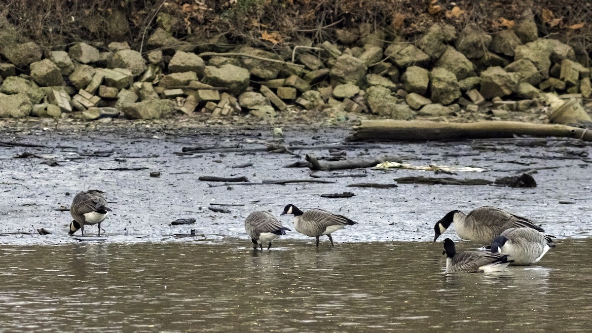 berneška malá - ML647834766