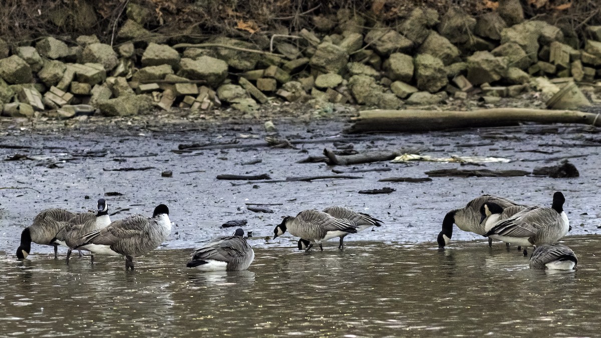 berneška malá - ML647834774