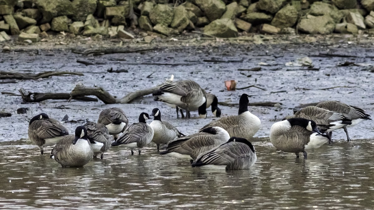 berneška malá - ML647834775