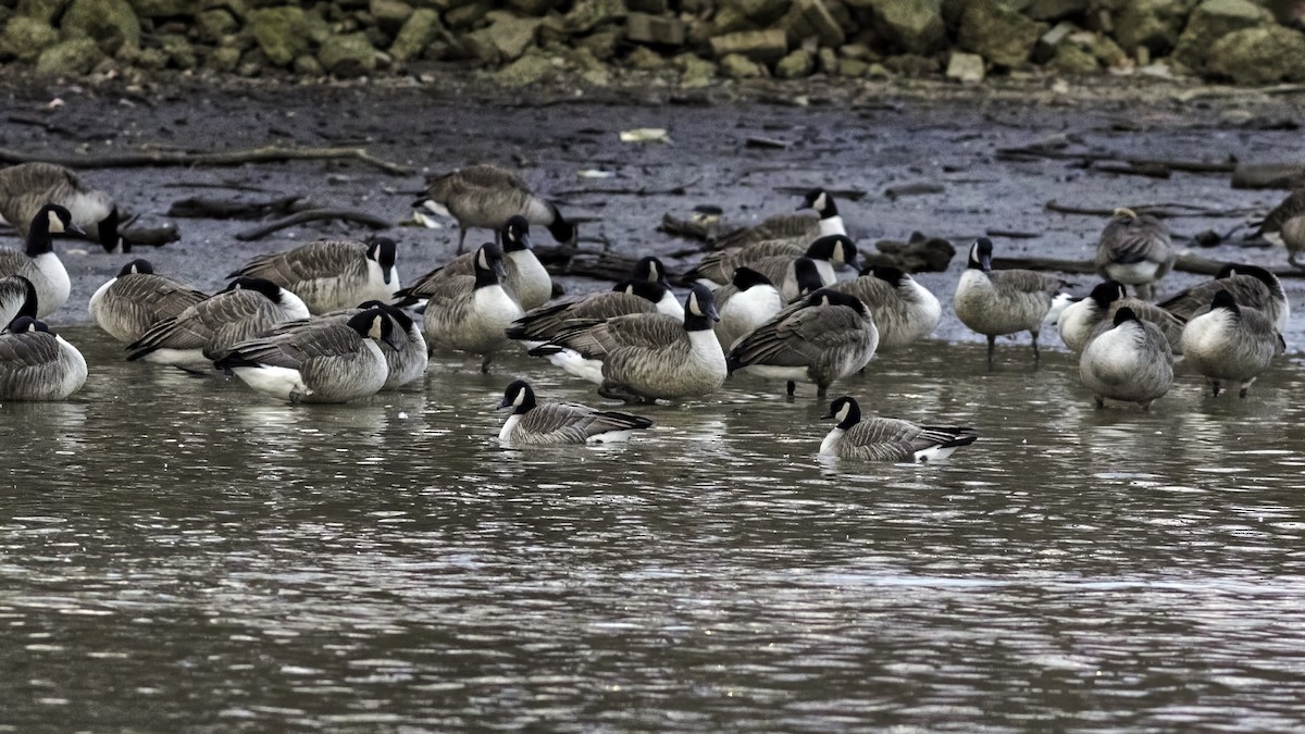 berneška malá - ML647834777