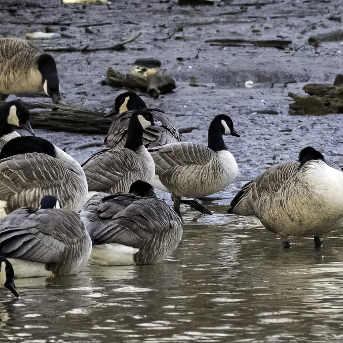 berneška malá - ML647834778