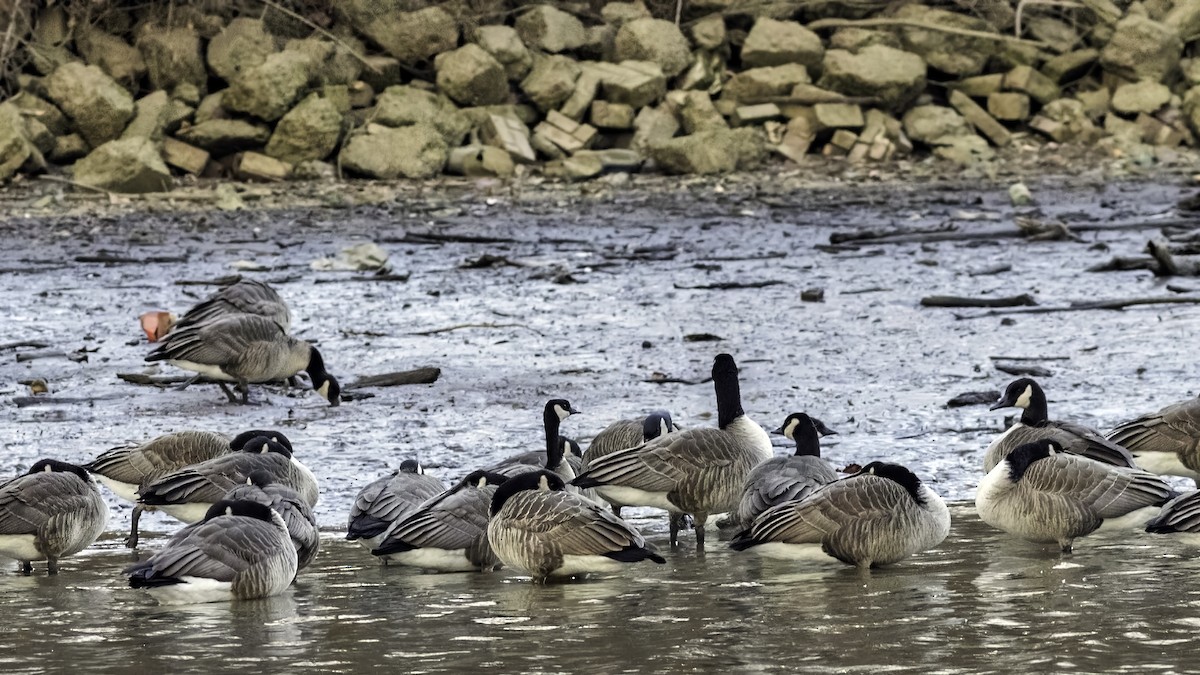berneška malá - ML647834780