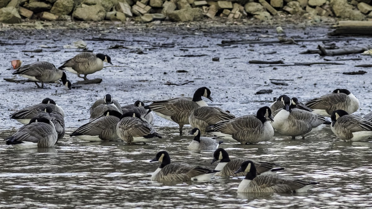 berneška malá - ML647834785