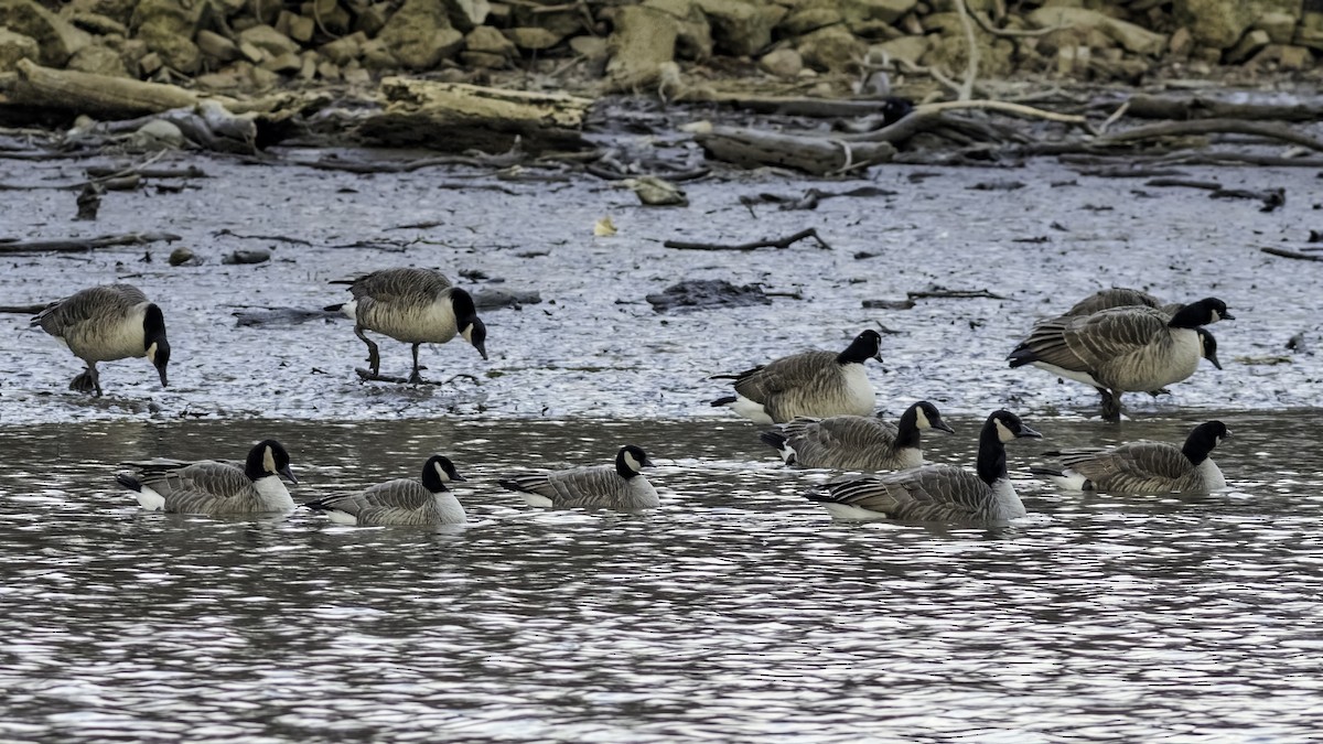 berneška malá - ML647834786