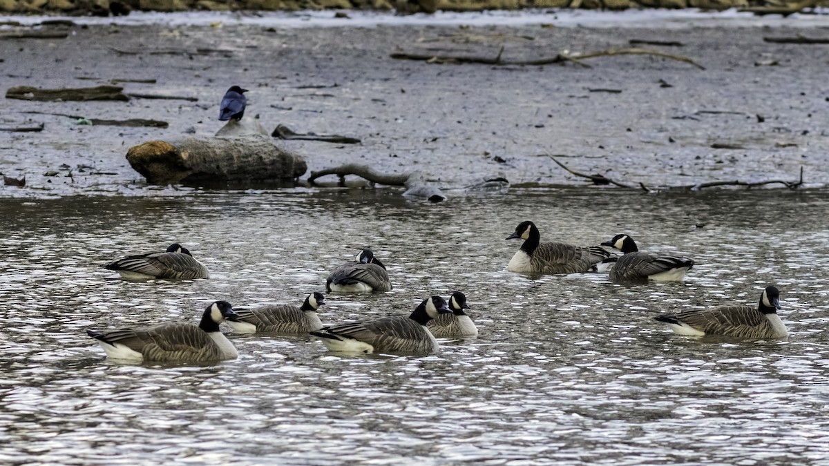 berneška malá - ML647834788
