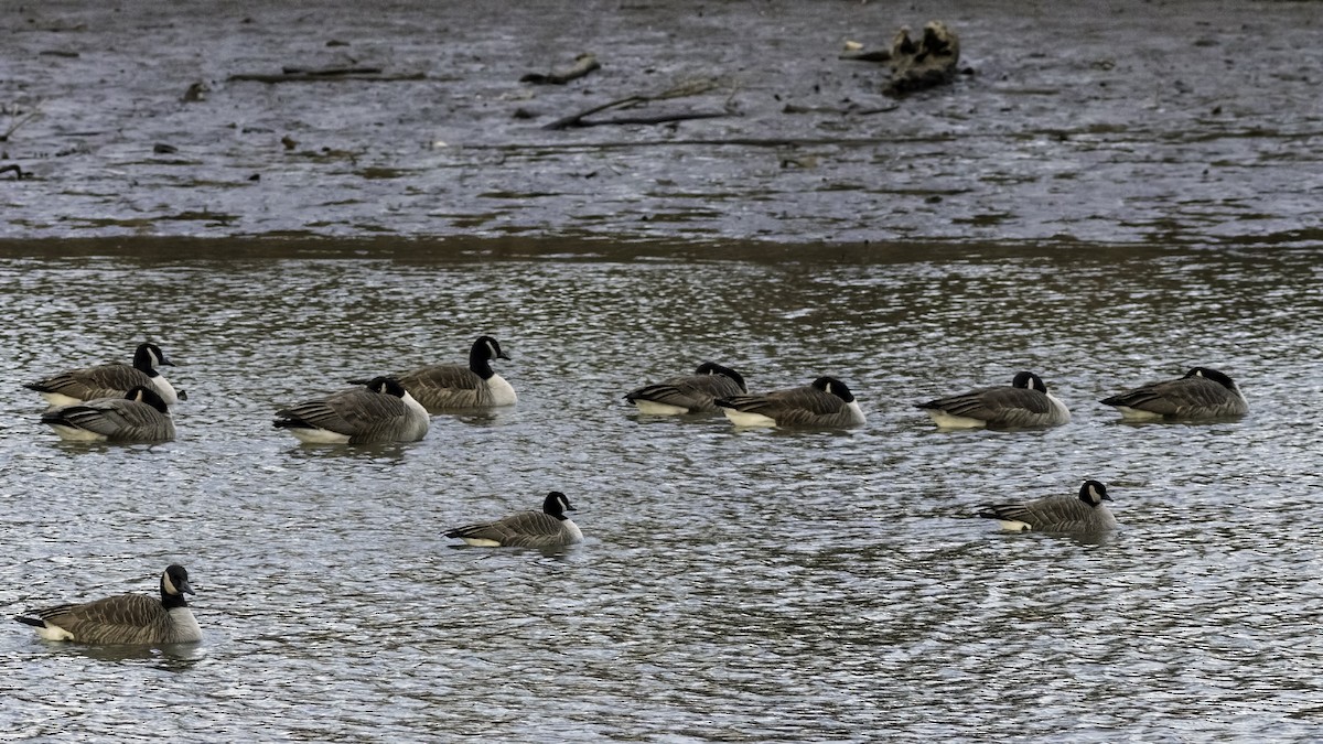 berneška malá - ML647834796