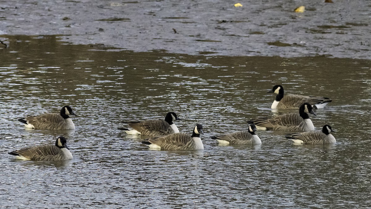 berneška malá - ML647834800