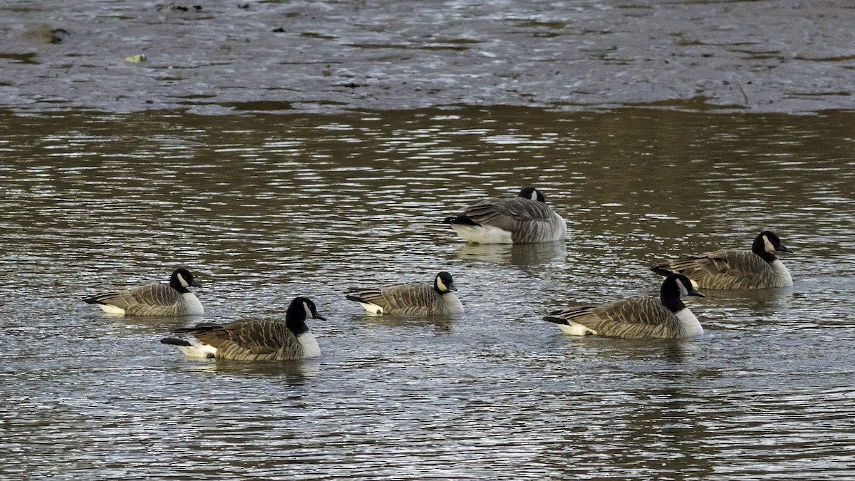 berneška malá - ML647834802