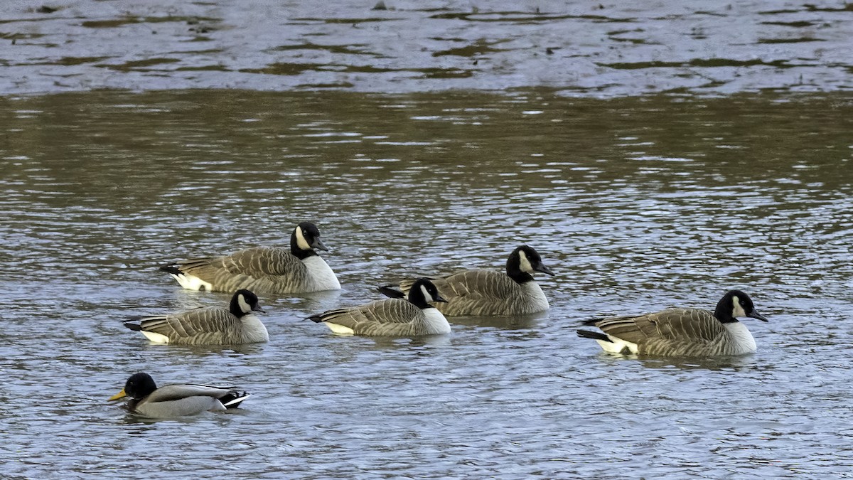 berneška malá - ML647834804