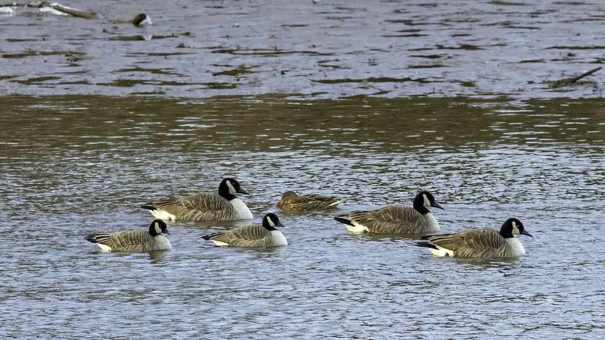 berneška malá - ML647834807