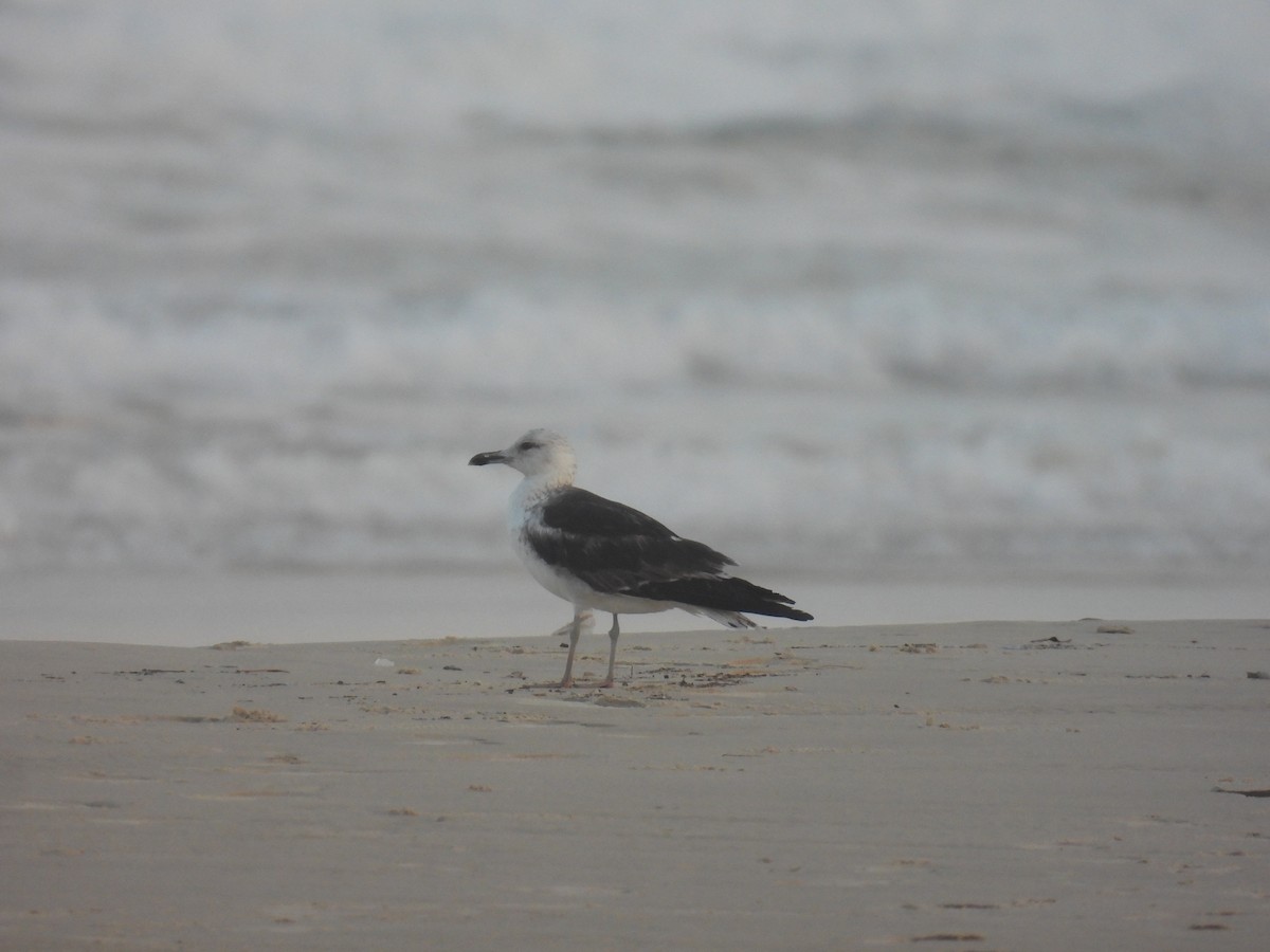 Lesser Black-backed Gull - ML647834809