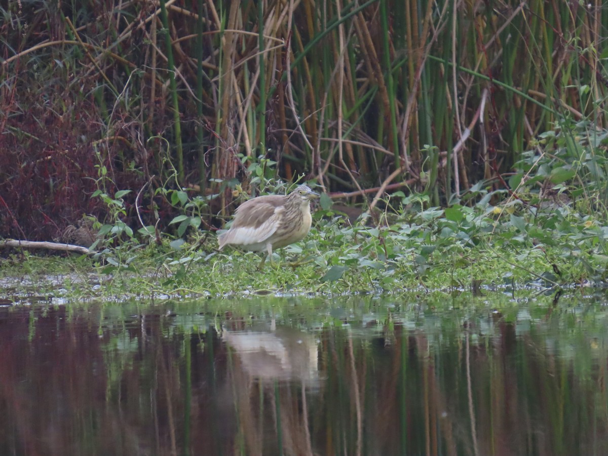 Squacco Heron - ML647834810