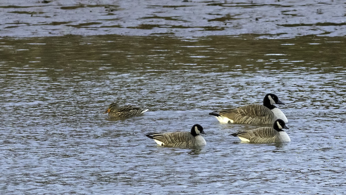 berneška malá - ML647834813
