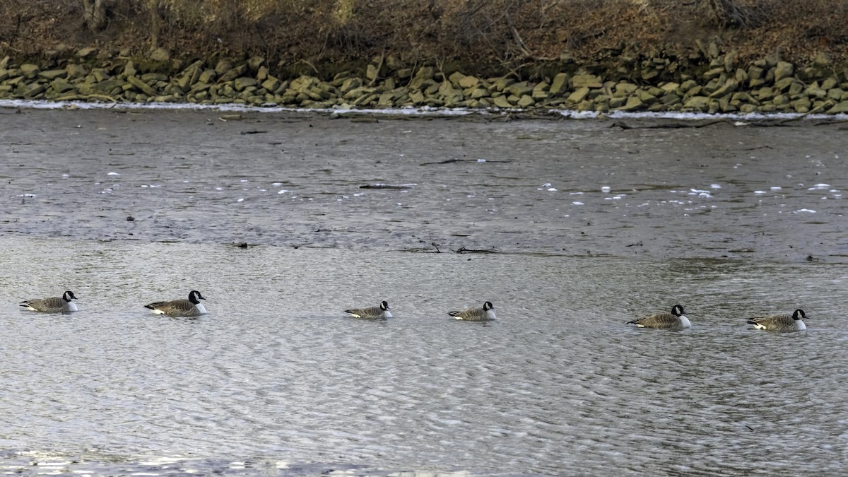 berneška malá - ML647834816