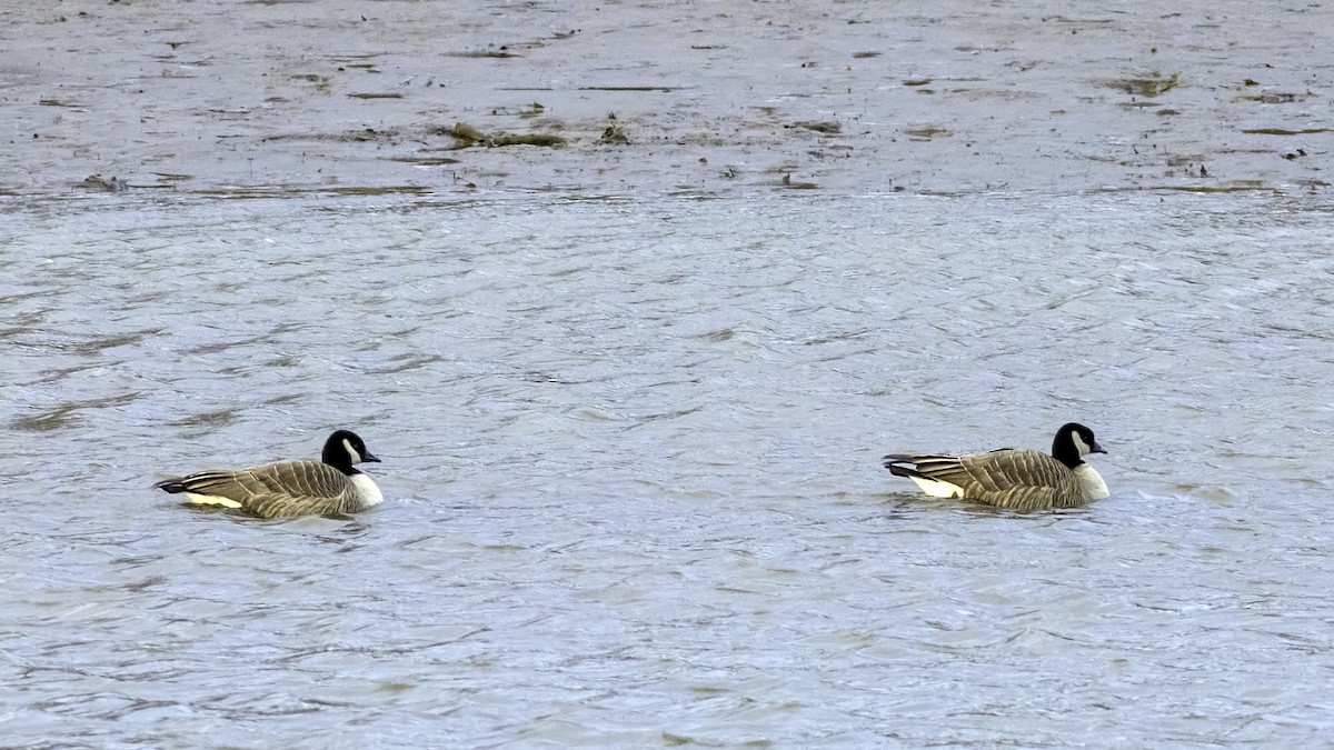 berneška malá - ML647834822