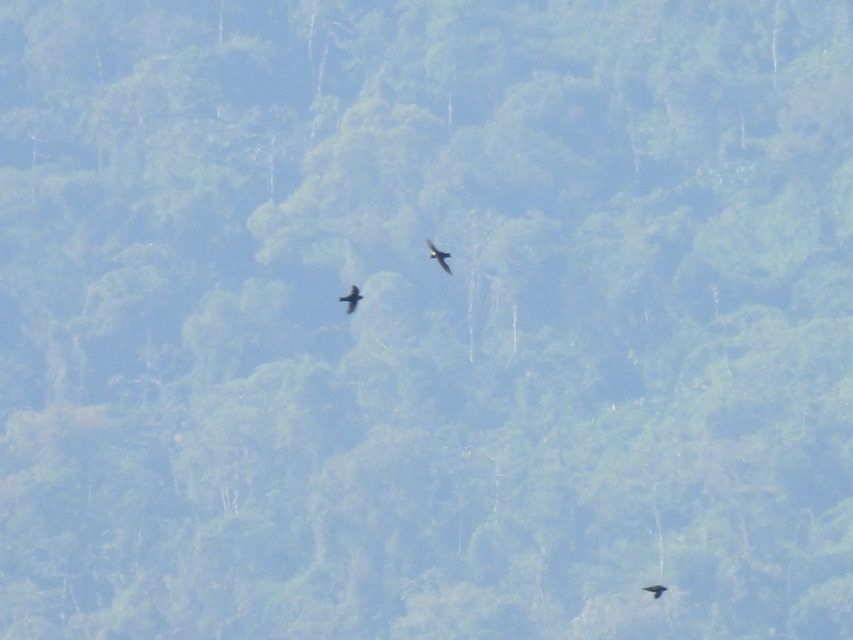 Halsbandsegler - ML647834826